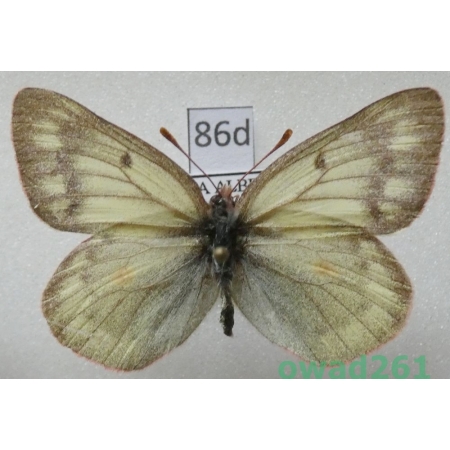 Colias nastes dioni Verhulst, 1999 Canada86d